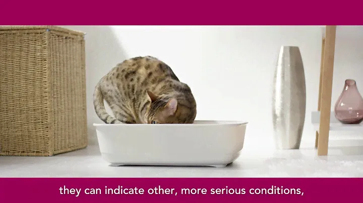 PURINA® PRO PLAN® Cat Coach: digestive health