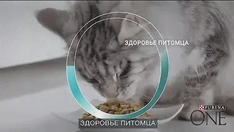 Purina ONE®. Кормите правильно