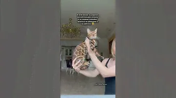 Выбрать котёнка можно по ссылке: https://wa.me/message/7LCDOF5EKQLLA1