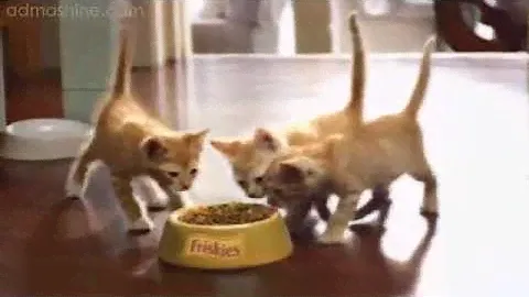 Корм Friskies для котят