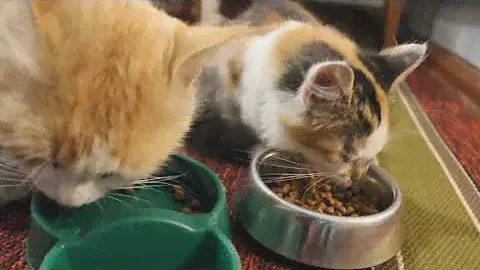 Тестування cухого корму Purina ONE Junior з куркою і цільними злаками