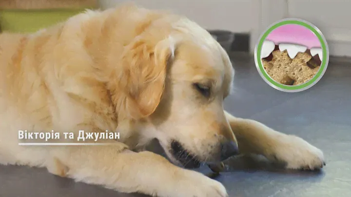 Purina® DentaLife® - Зменшує утворення зубного каменю у собак