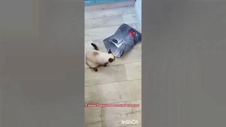 🐱Опасный продукт в пакете 😂👍