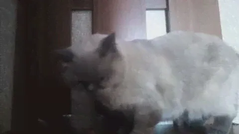 Пародия на рекламу Мокрый корм для кошек Purina Felix Sensations в Удивительном соусе.