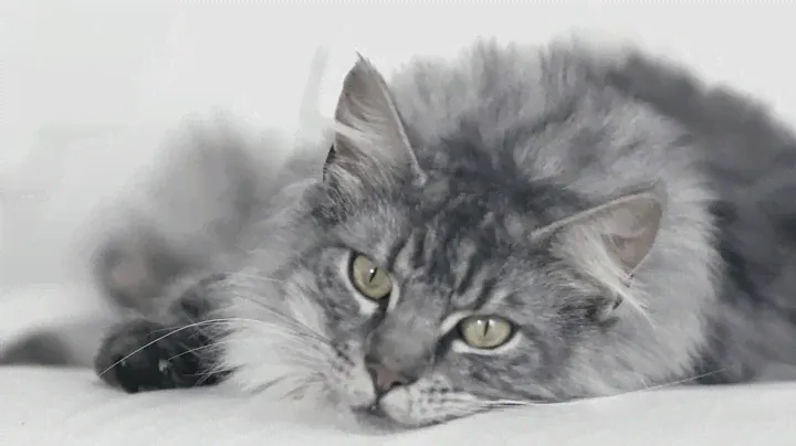 Purina ONE Cats