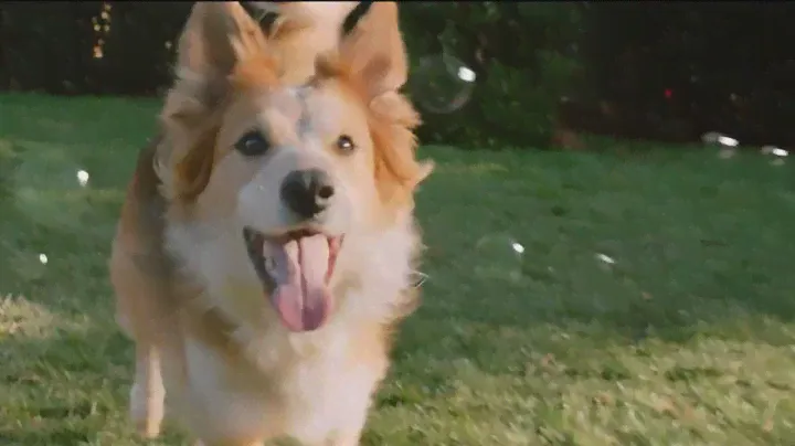 Simple & Healthy: Purina Dog Chow Complete Adult TV Commercial #tvcommercials #purina #dogchow