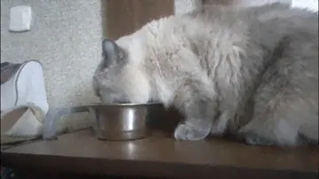 Пародии на рекламу сухой и влажный корм для кошек Purina ONE, Gourmet, Felix. Полная версия Часть 4