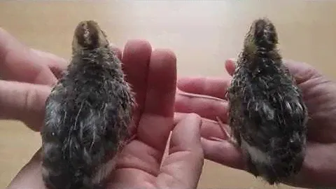 Неделя на корме Purina (Перепелки и мы довольны). Выведение и разведение перепелов дома