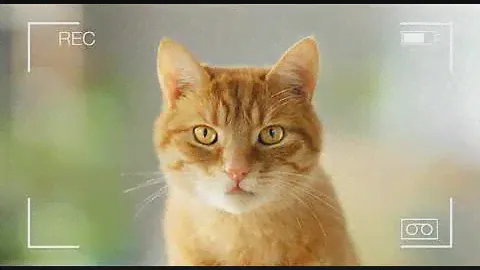 Nestlé PURINA®  Friskies