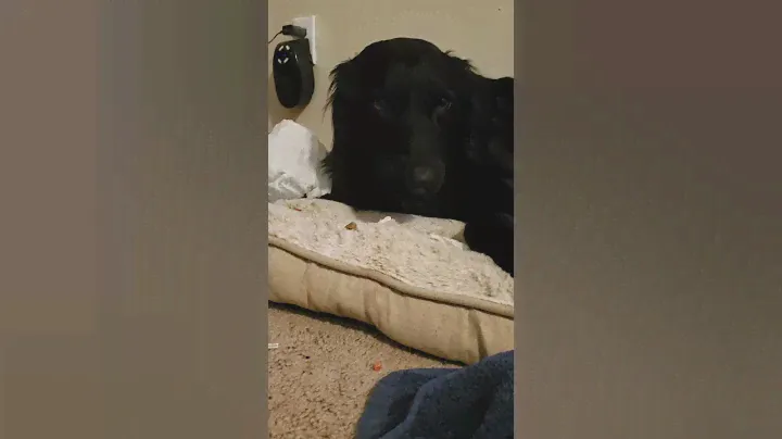 Dog figures out how to eat dentastix