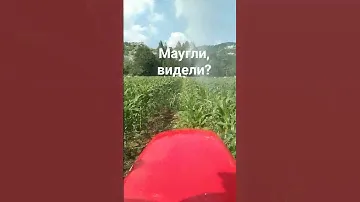 Маугли в Грахово, Черногория. Орошение кукурузы. #agriculture #farming #ферма #кукуруза #tractor