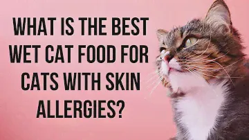 What is the best cat food for sensitive skin cats and allergies | Best cat food reviews