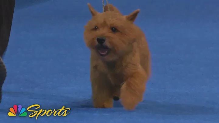 National Dog Show 2024: Terrier Group (Full Judging) | NBC Sports