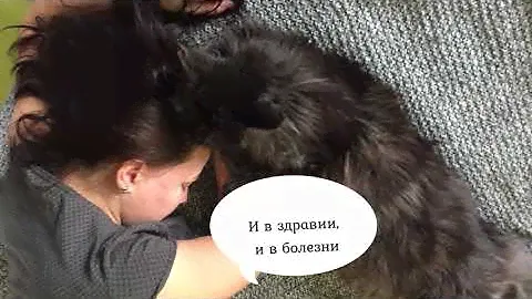 Purina Cat Chow