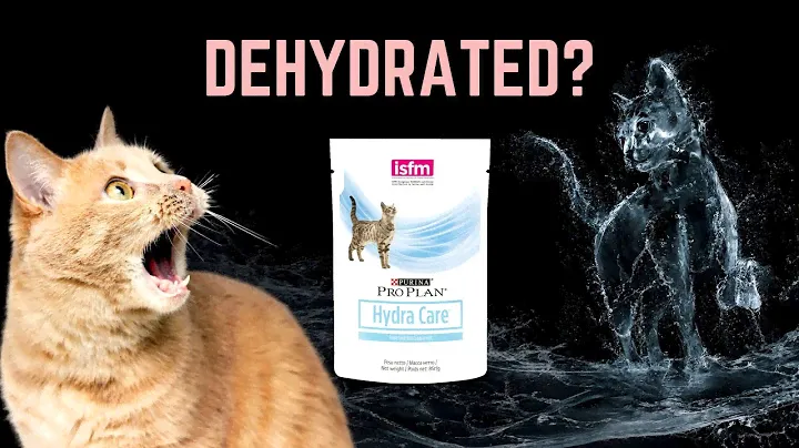 Is Your Cat Properly Hydrated?