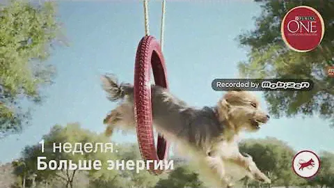 Purina ONE® Для собак. 3 недели, 21 день. Purina ONE® For dogs. 3 weeks, 21 days.