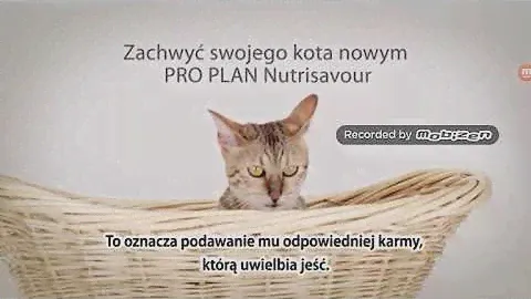 Purina pro plan nutrisavour karma dla kota