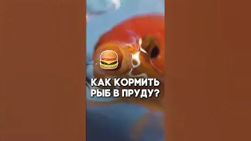 Плюсы автоматической кормушки для рыб
