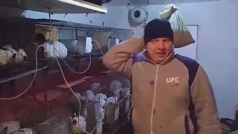 Как мы кормим наших кроликов(корм PURINA)
