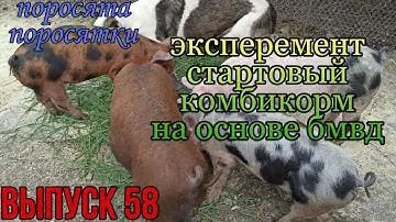 Эксперемент стартовый комбикорм на основе бмвд Пурина. Конверсия корма поросят.