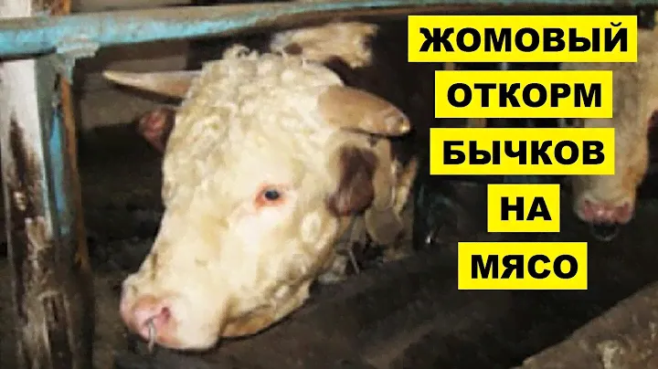 Жомовый откорм бычков на мясо | Мясное животноводство | КРС | Откорм бычков жомом