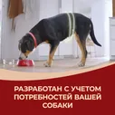 Purina ONE Adult Сухой корм для взрослых собак средних и крупных пород, с говядиной и рисом, 3,8 кг