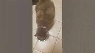Purina Deanna Video