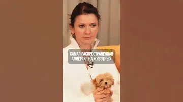 Аллергия на собак. Миф о гипоаллергенности мальтипу.