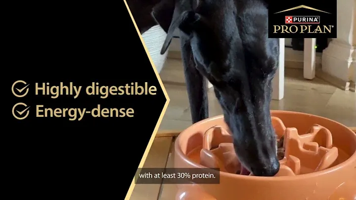 Watch Sophie's Story - PRO PLAN Performance High Protein Dog Food