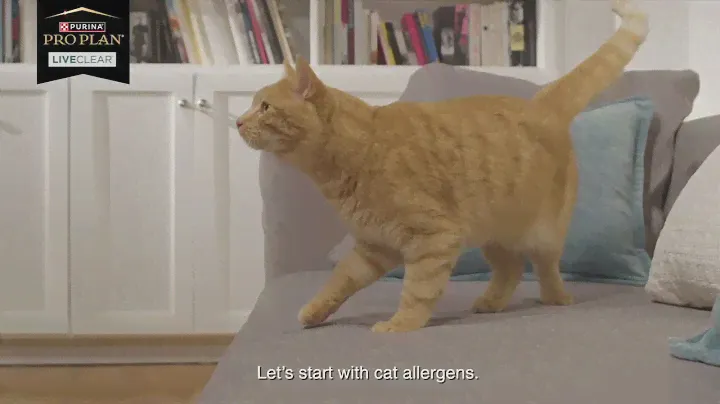 PRO PLAN LiveClear – The First Cat Allergen Reducing Cat Food