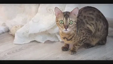 Элис & Корм для взрослых котов ➥ Результаты 3 week challenge Purina ONE®
