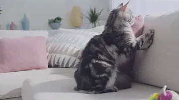 Purina ONE Junior
