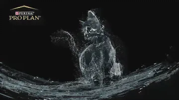Purina Pro Plan Hydra Care is de smakelijke manier om uw kat meer water te laten drinken.