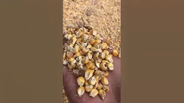 Выгрузка кормовой кукурузы для птицефермы