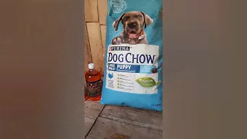 DRY FOOD & SALMON OIL FOR ROTTIE | ROMANIAN🇷🇴DOGS | PURINA DOG CHOW LARGE BREED FOOD FOR ROTTWEILER