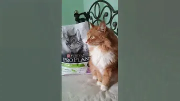 Pro Plan - Потрясающее лакомство