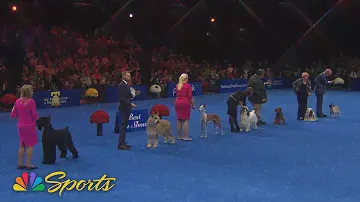 National Dog Show 2024: Best in Show (Full Judging) | NBC Sports