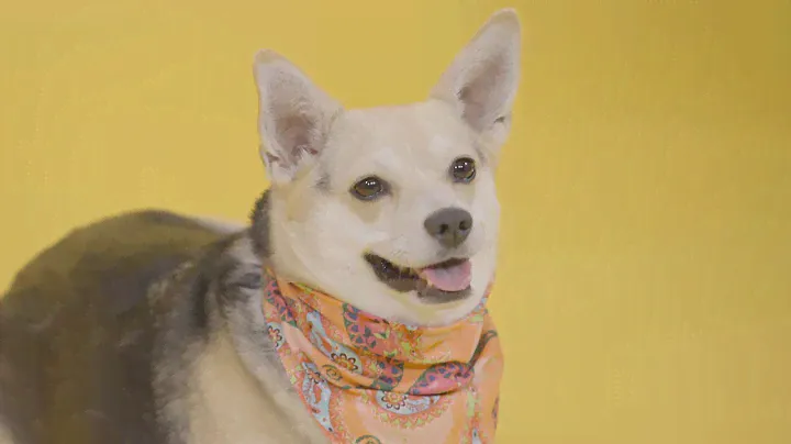 Dog Weight Management | Chewy