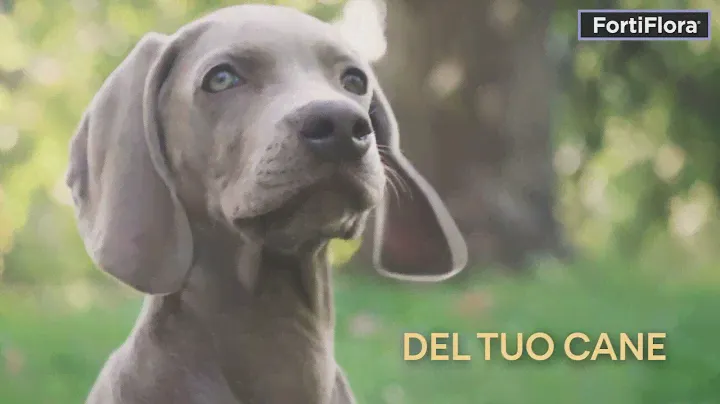 Purina® Pro Plan® FortiFlora®