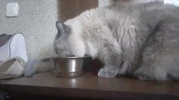 Пародии на рекламу сухой и влажный корм для кошек Purina ONE, Gourmet, Felix. Полная версия Часть 1