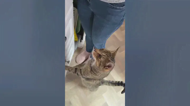 Tigger tries Purina Gourmet Gold Succulent Delights-with Chicken