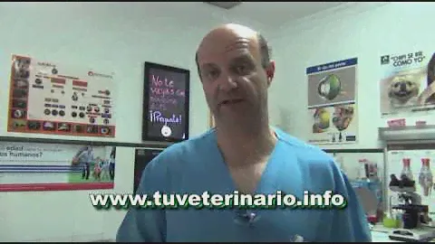 Intértrigo o dermatosis de los pliegues en perros y gatos.