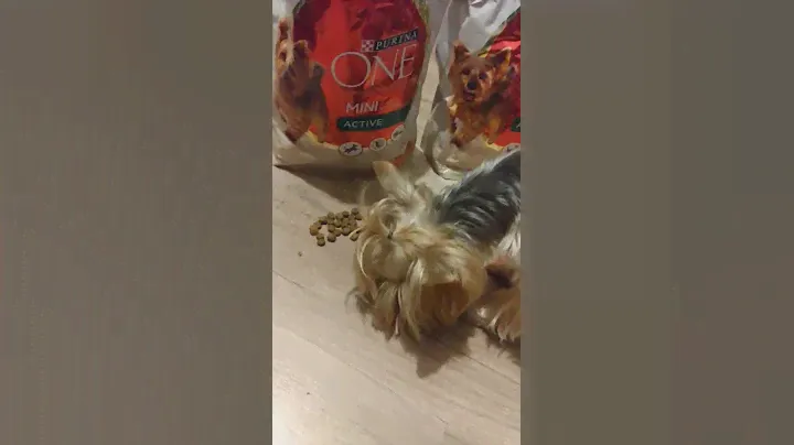 Тестирование #naproby_Purina_ONE#Purina#ONE_dog