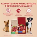 Purina ONE Adult Сухой корм для взрослых собак средних и крупных пород, с говядиной и рисом, 3,8 кг