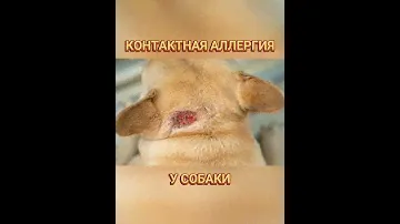 🐕📝🐾 Контактная аллергия у собак