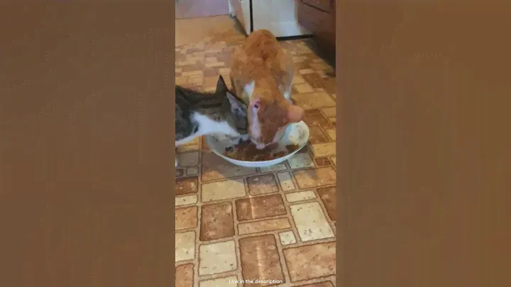 Purina Fancy Feast Cat Food Review: Is It Worth It?