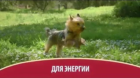 Purina ONE®. Разработано экспертами для здоровья Вашей собаки