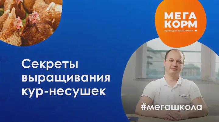 Секреты успешного птицеводства: рационы и кормление кур-несушек