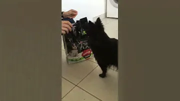PRO PLAN Medium Puppy au poulet zoomalia