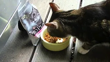 PURINA Pro Plan DELICATE OPTIRENAL Trockenfutter
